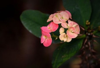 韩国动漫宋韵梅花